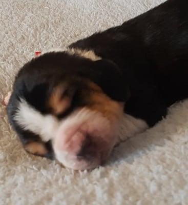 Les chiots de Basset Hound