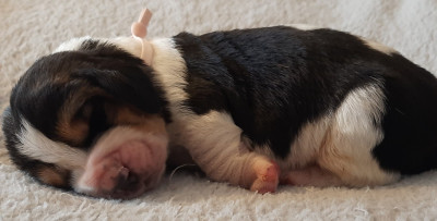 Les chiots de Basset Hound