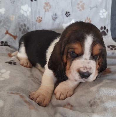 Les chiots de Basset Hound
