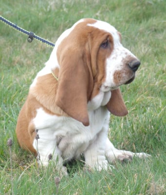 Les chiots de Basset Hound