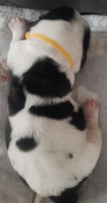 Les chiots de Basset Hound