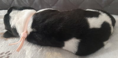 Les chiots de Basset Hound