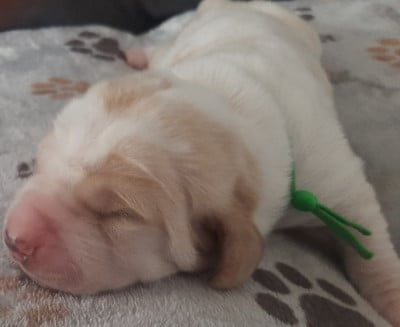 Les chiots de Basset Hound