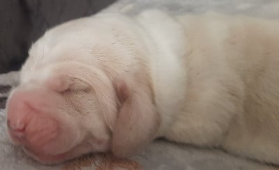 Les chiots de Basset Hound