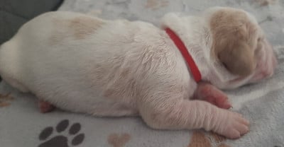 Les chiots de Basset Hound