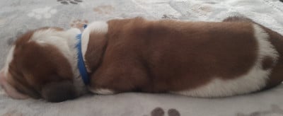 Les chiots de Basset Hound