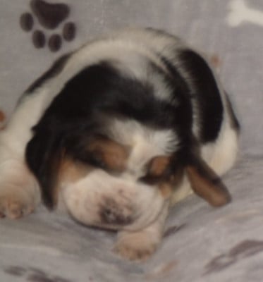 Les chiots de Basset Hound