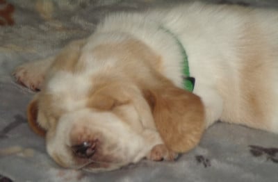 Les chiots de Basset Hound
