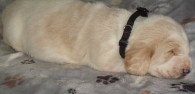 Les chiots de Basset Hound