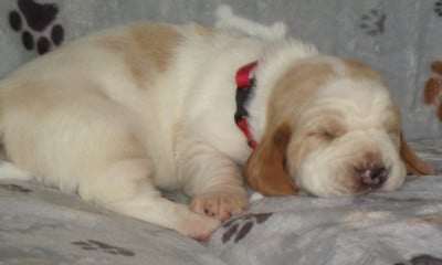Les chiots de Basset Hound