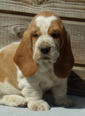Les chiots de Basset Hound