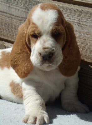 Les chiots de Basset Hound