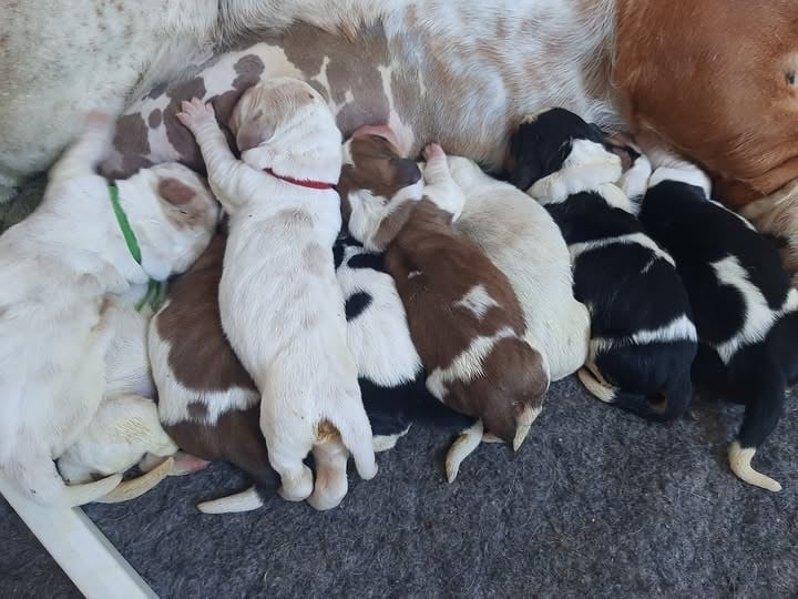 Basset Hound - Du Domaine Du Bois Dore