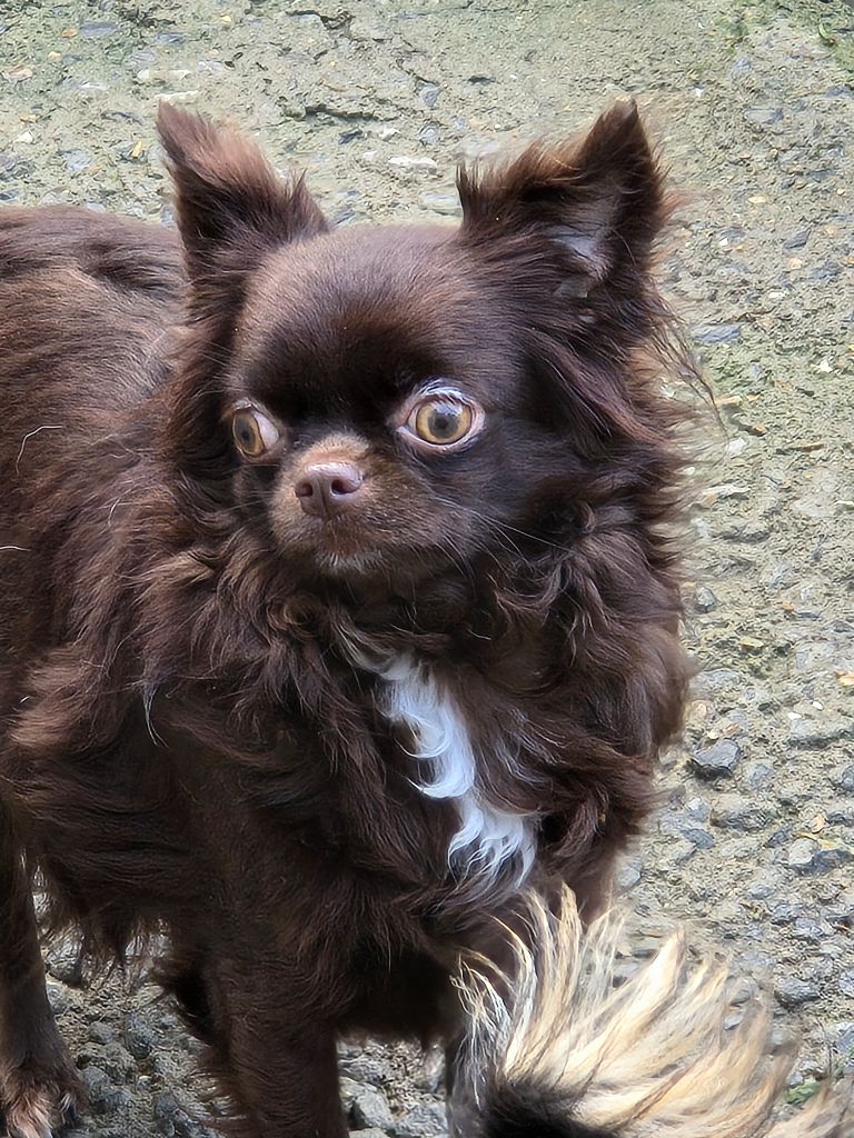Wilona My Fair Chi