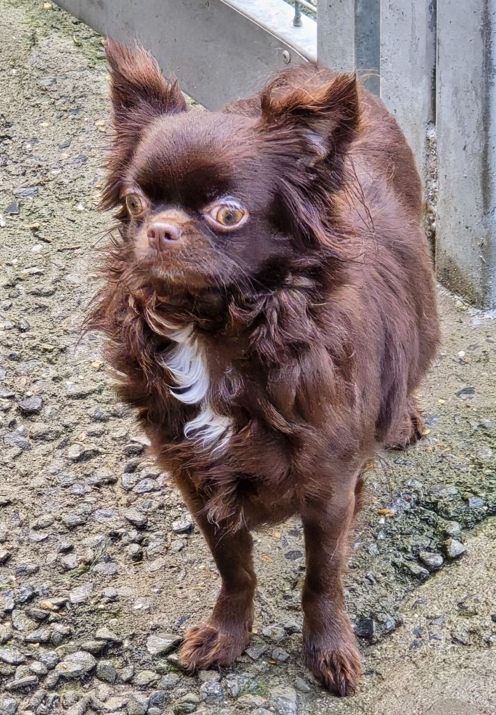 Wilona My Fair Chi
