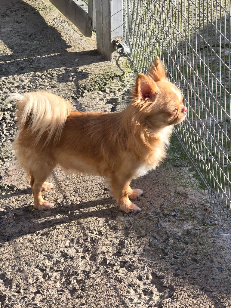 Wishes simba My Fair Chi