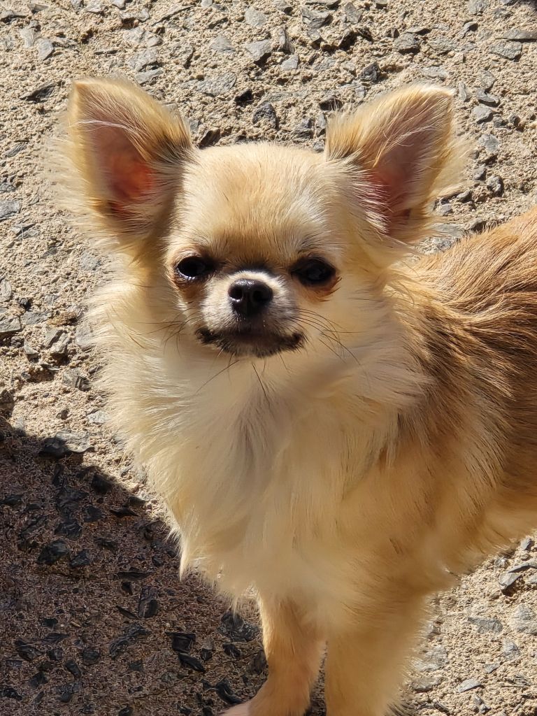 Xinna djoy My Fair Chi