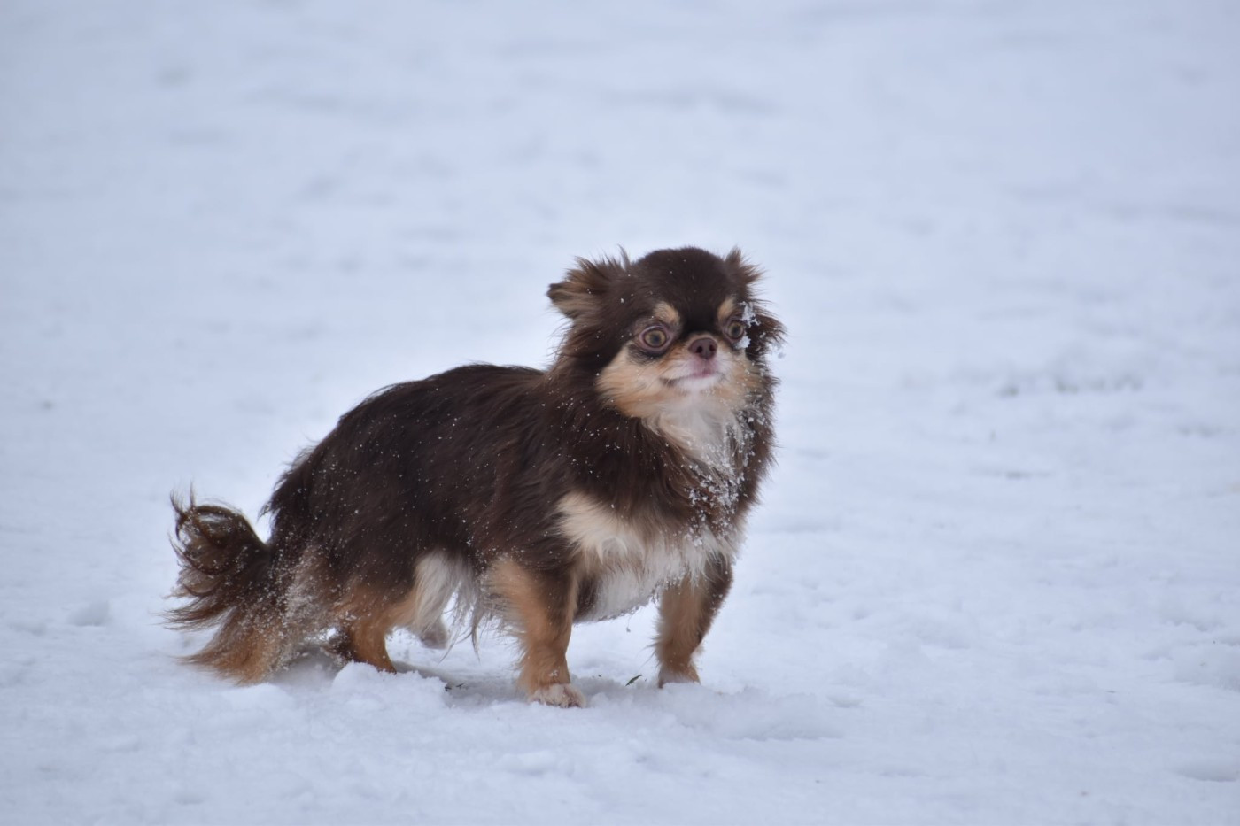 Publication : My Fair Chi