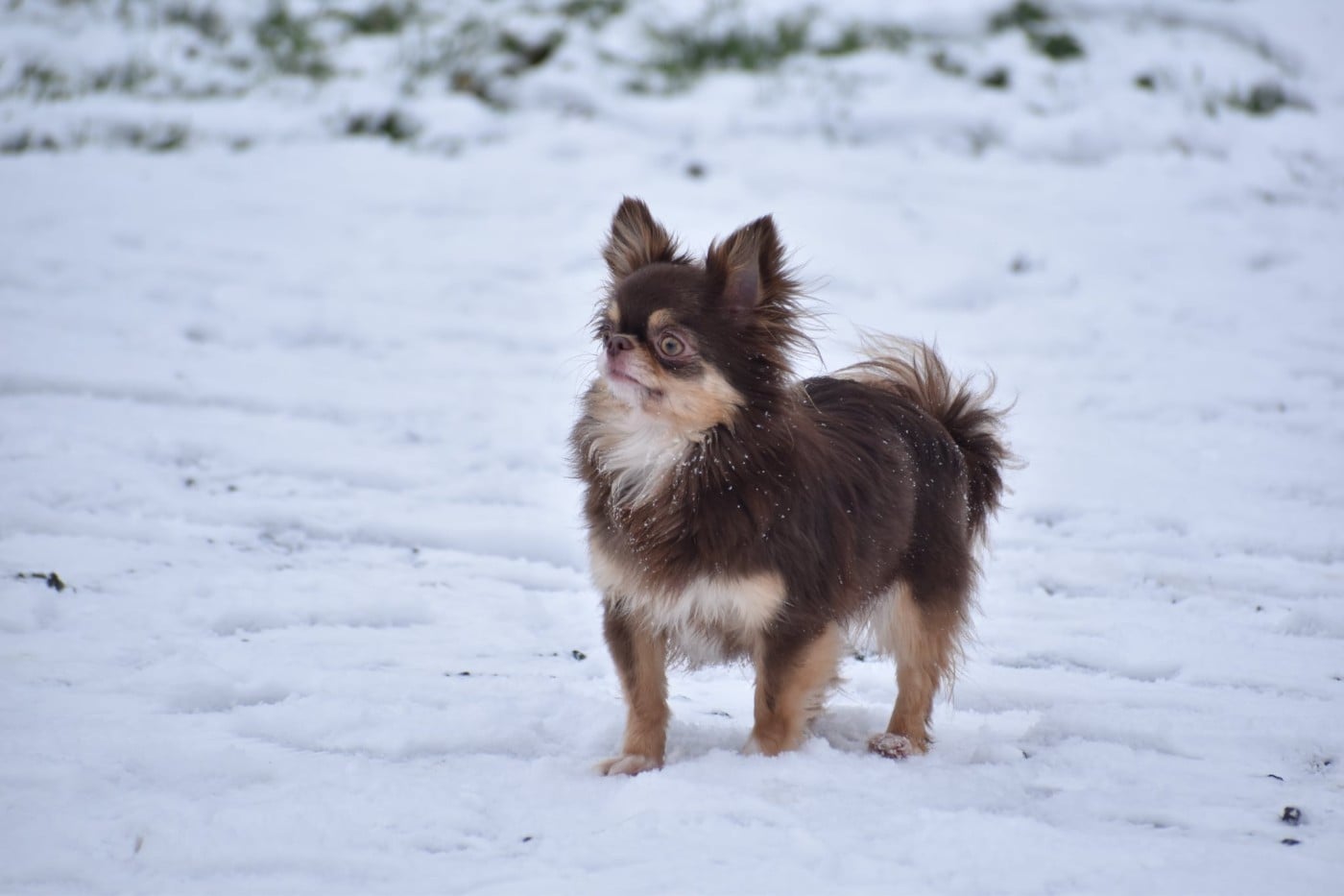 Publication : My Fair Chi