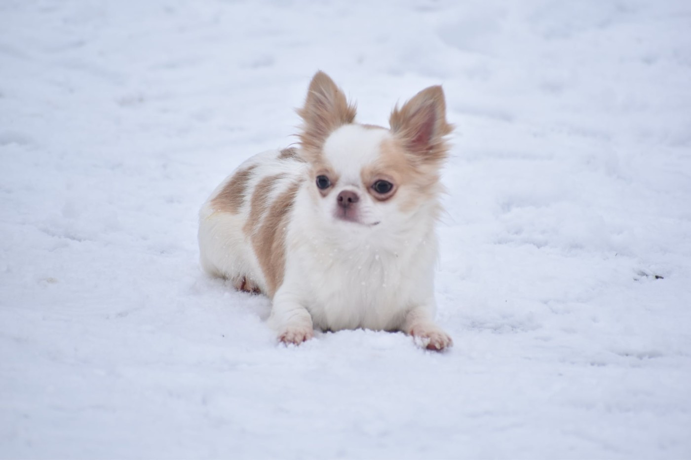 Publication : My Fair Chi