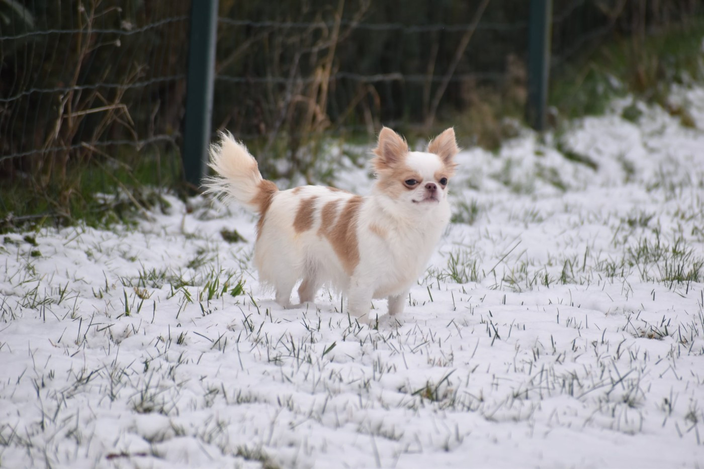 Publication : My Fair Chi