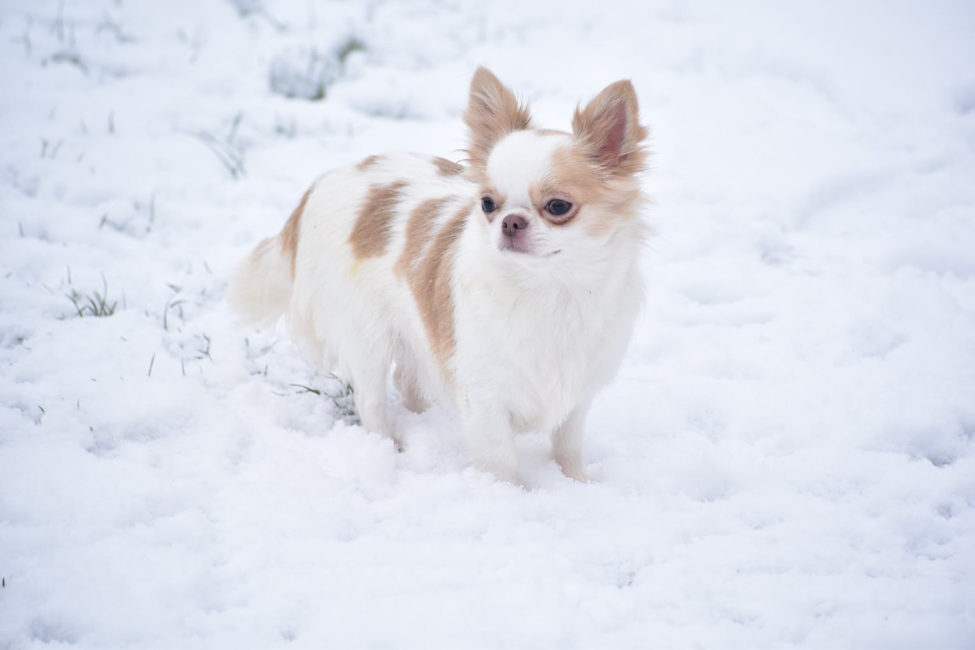 Publication : My Fair Chi