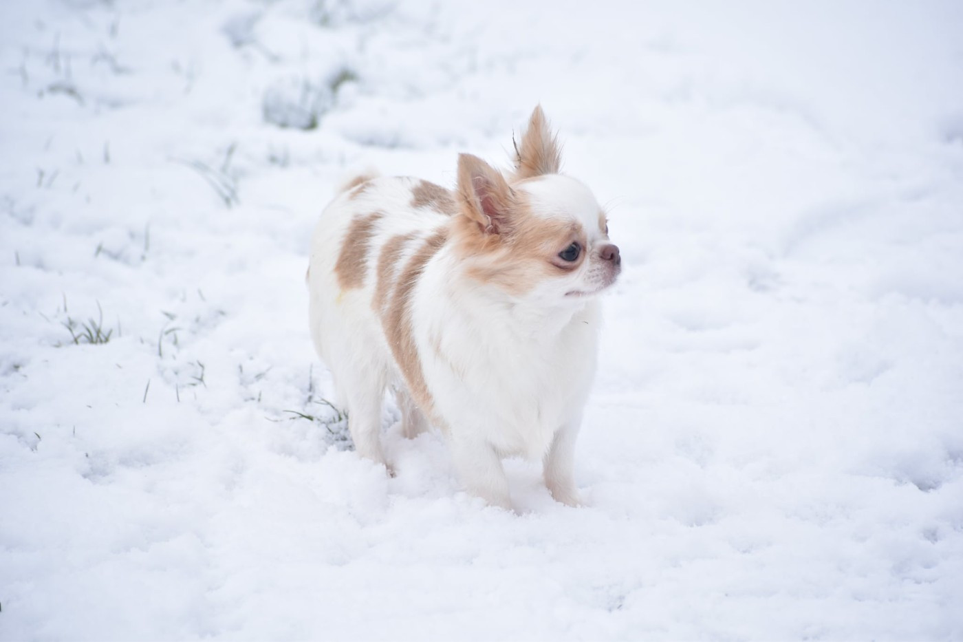 Publication : My Fair Chi