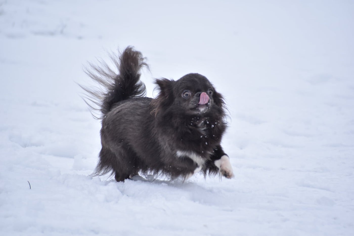 livia pache Yudzhina alias Jenny