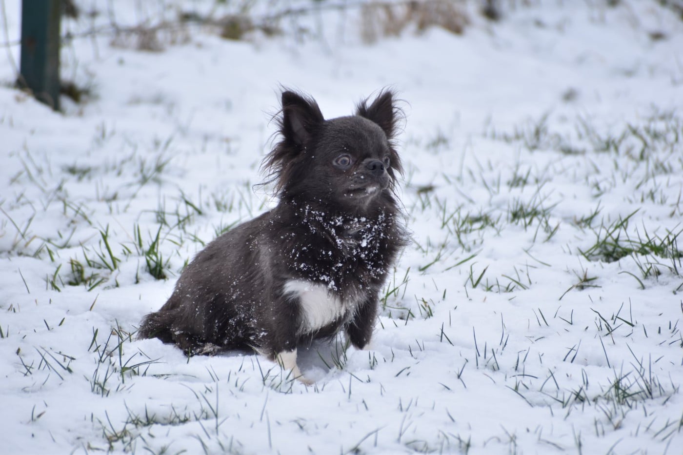 livia pache Yudzhina alias Jenny