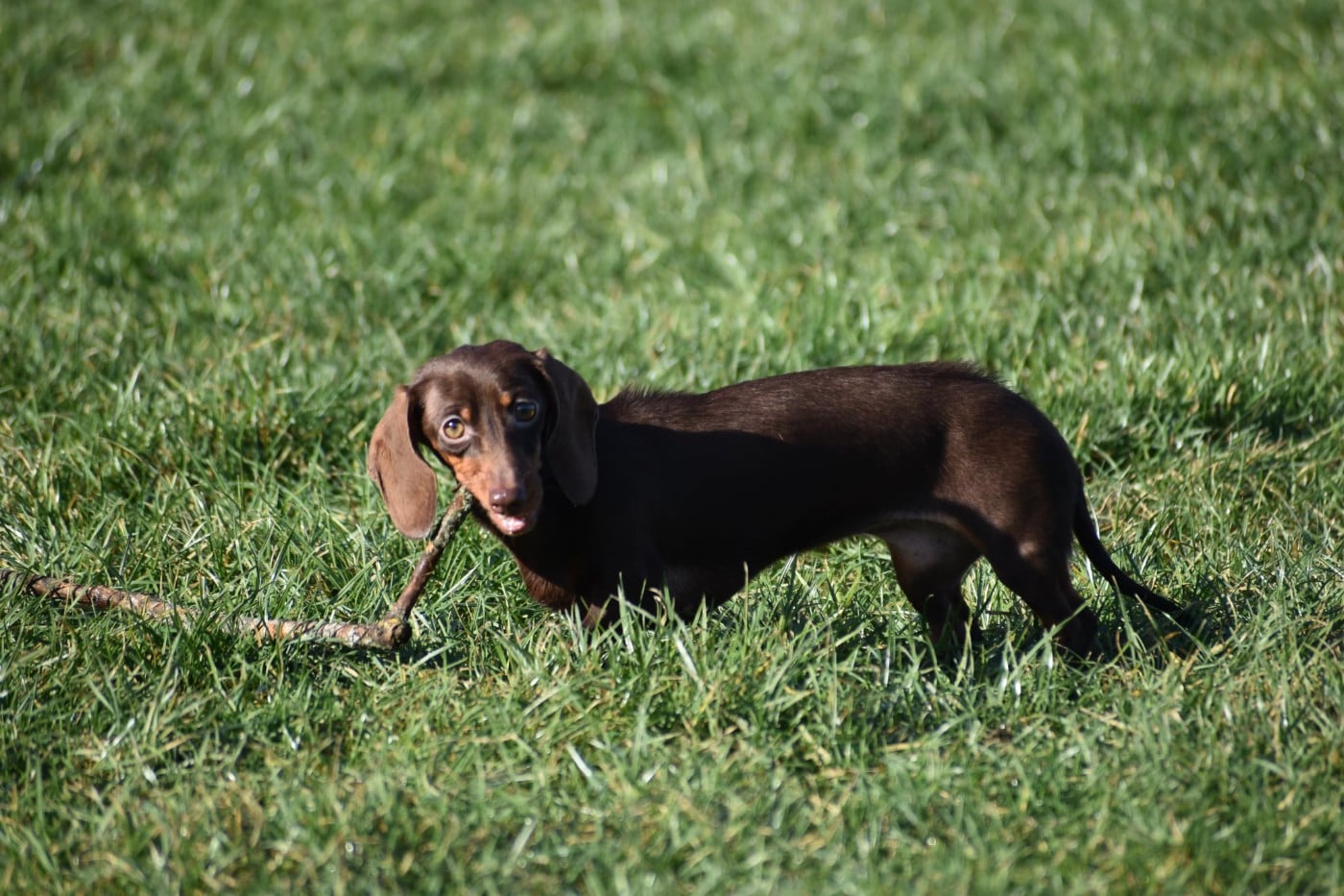 A'Penelope de l'enclos thierachien