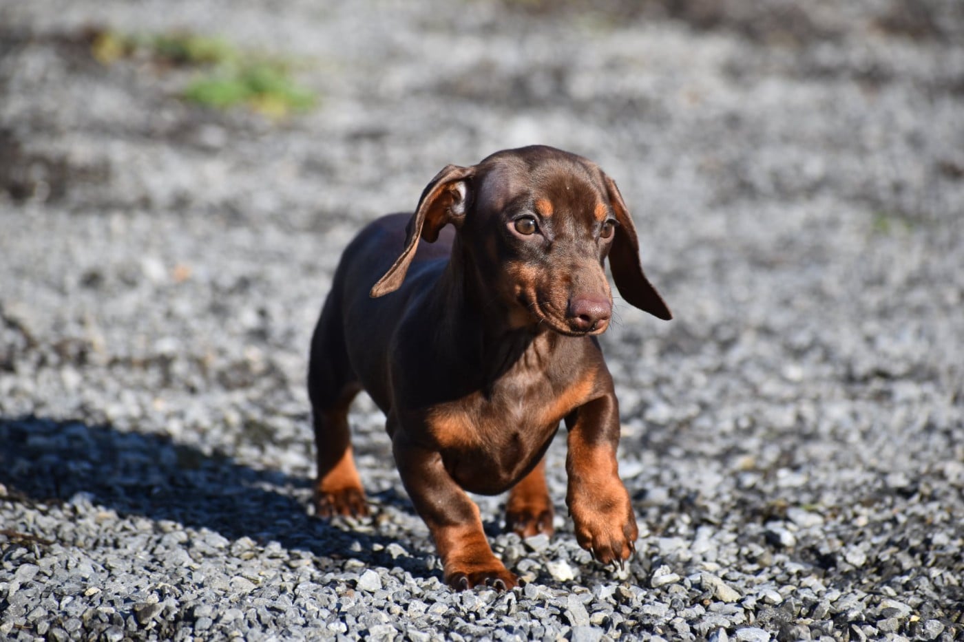 Lancia alias Fiona Kharkovskyi talisman