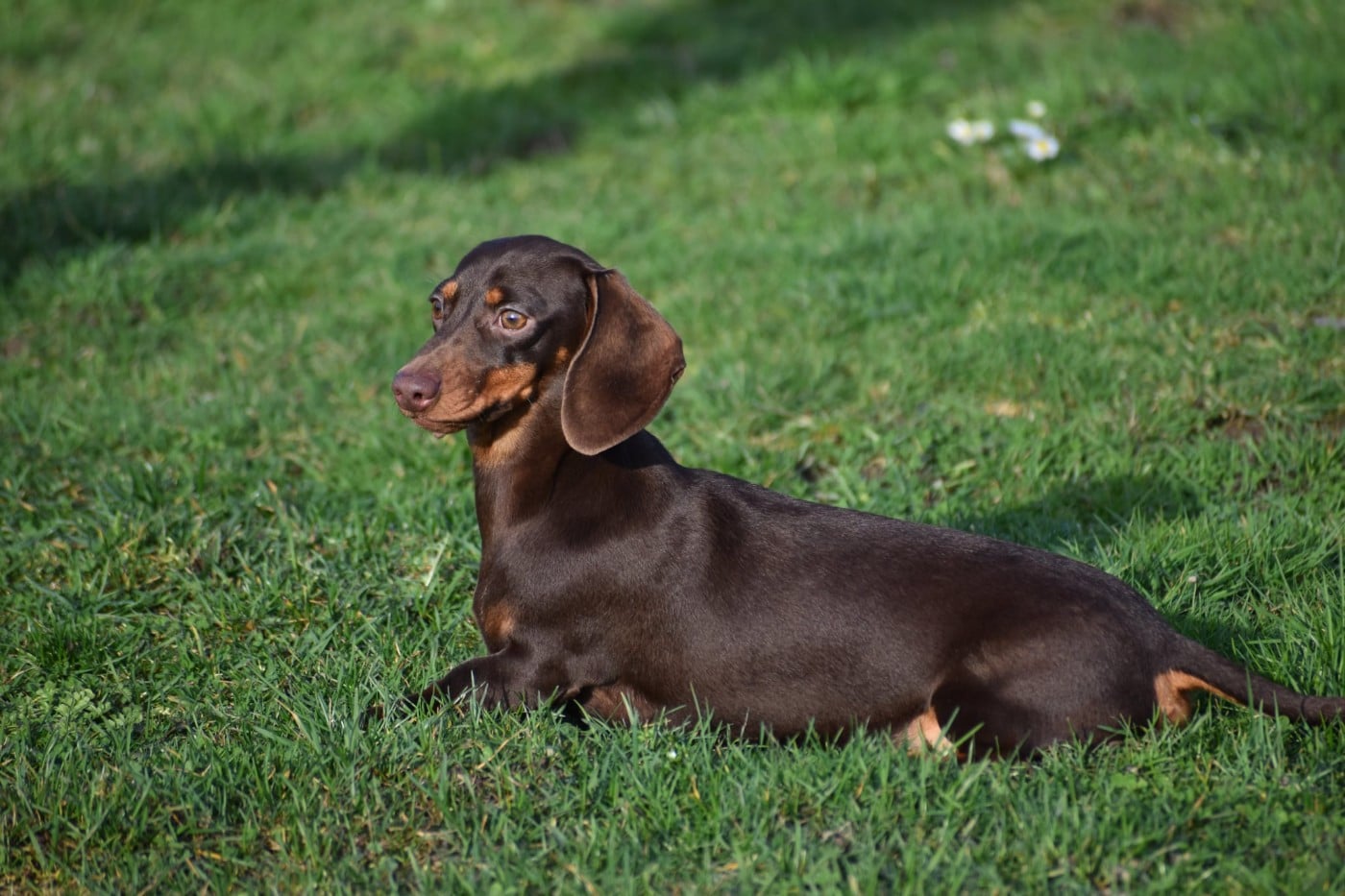 Aloha Charlotte de l'enclos thierachien