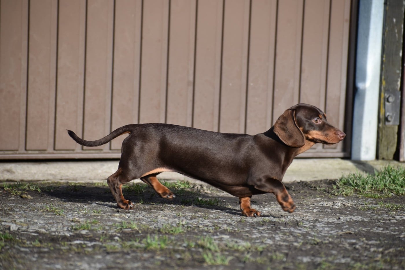 Aloha Charlotte de l'enclos thierachien