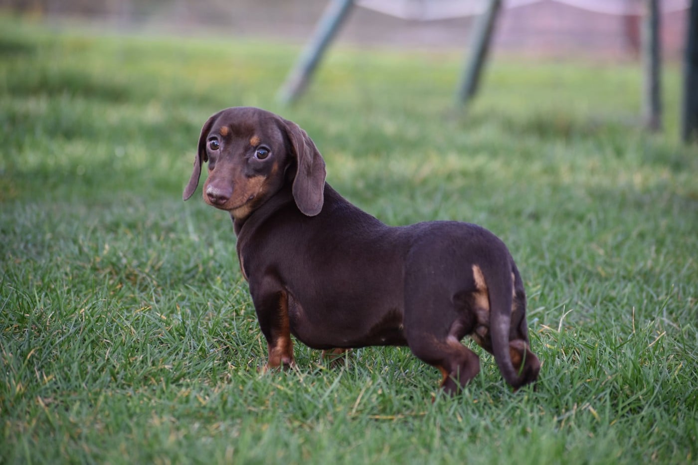 Lancia alias Fiona Kharkovskyi talisman