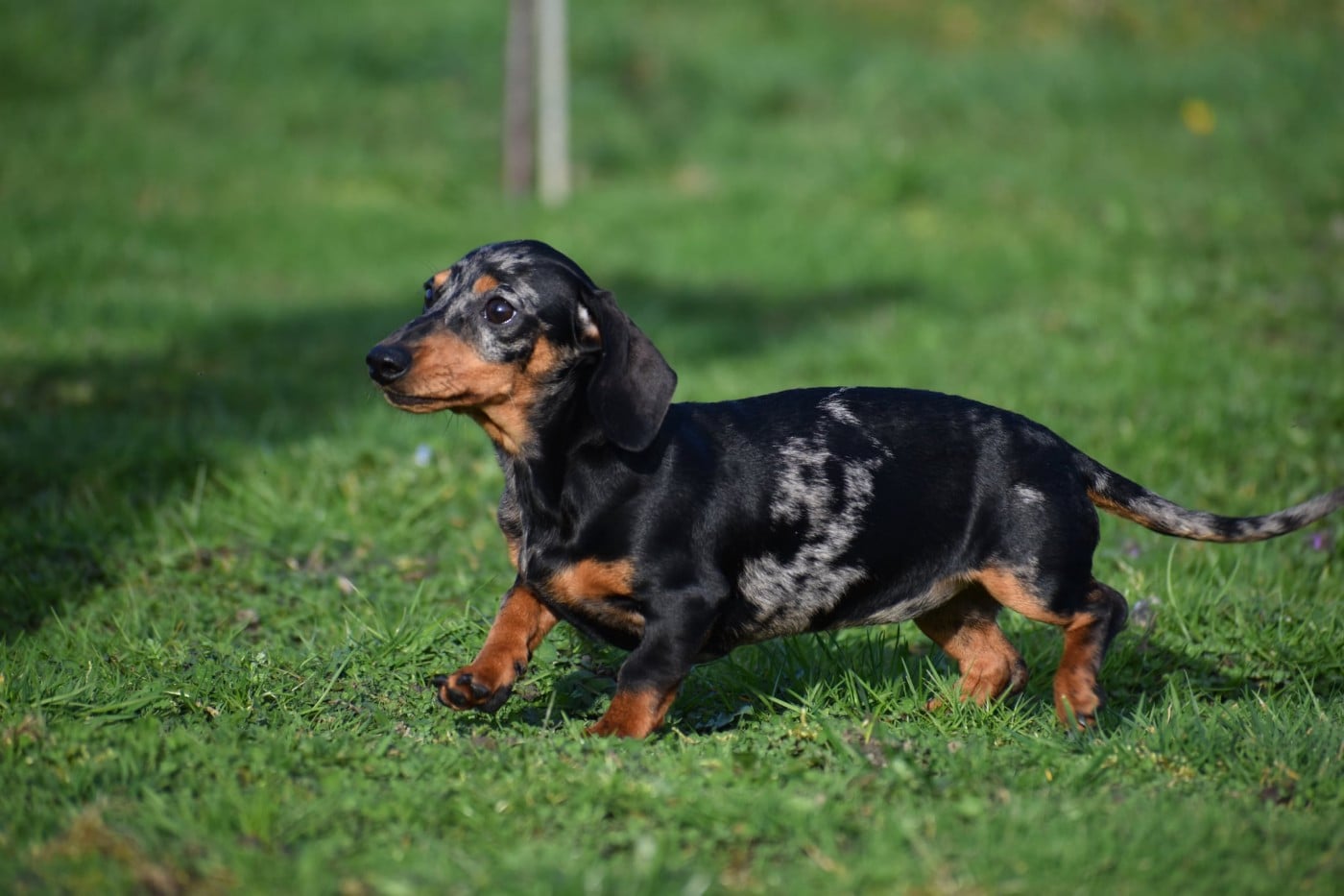 Neri alias Naomi Kharkovskyi talisman