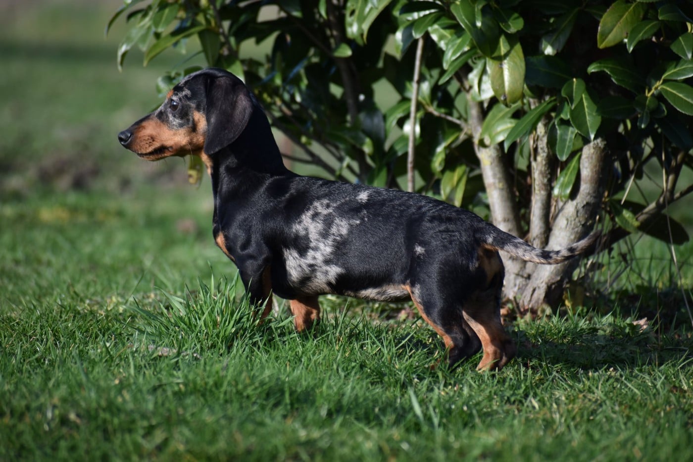 Neri alias Naomi Kharkovskyi talisman