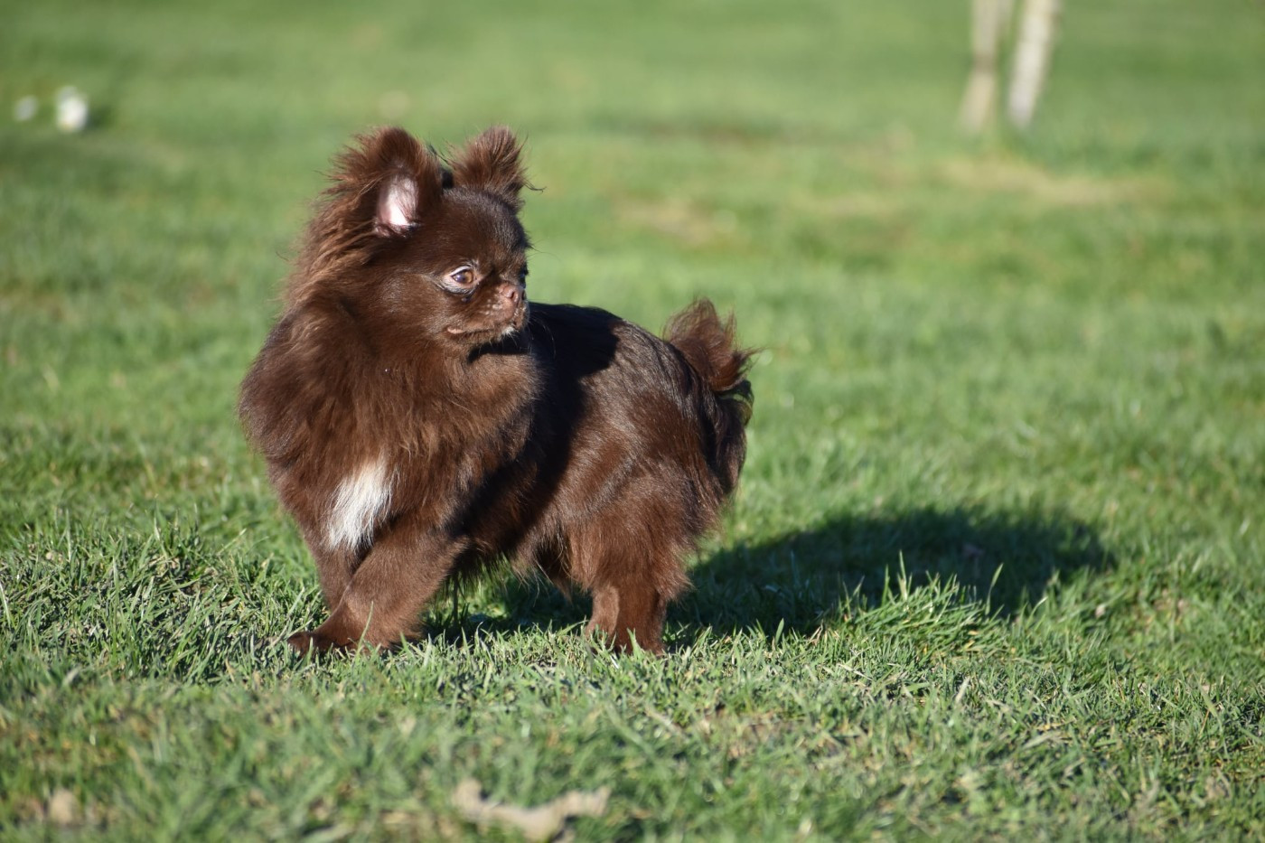 Y'zayone My Fair Chi