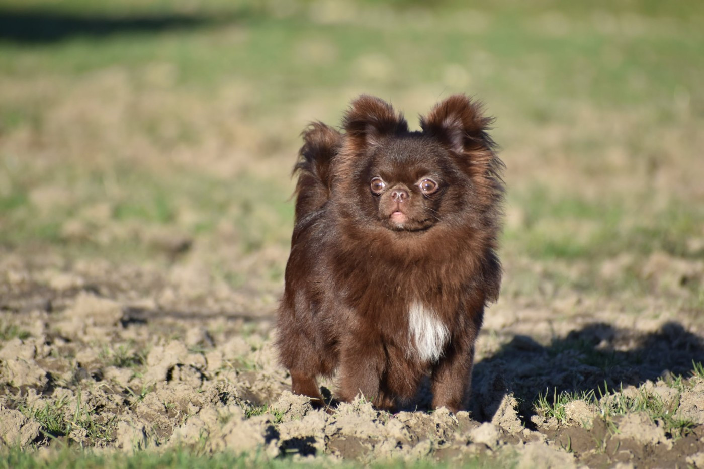 Y'zayone My Fair Chi