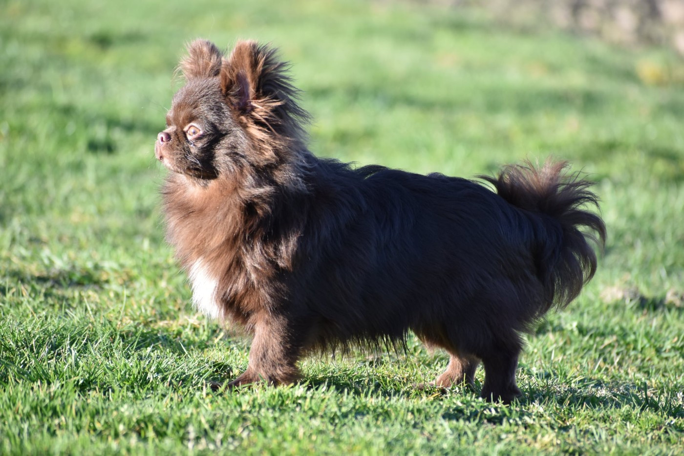 Y'zayone My Fair Chi