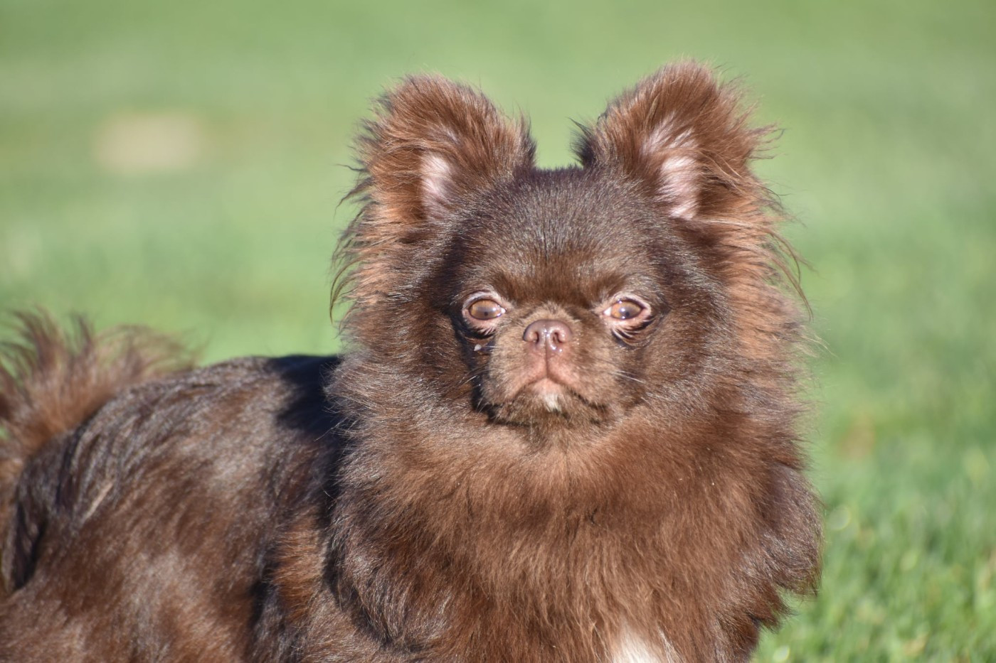 Y'zayone My Fair Chi