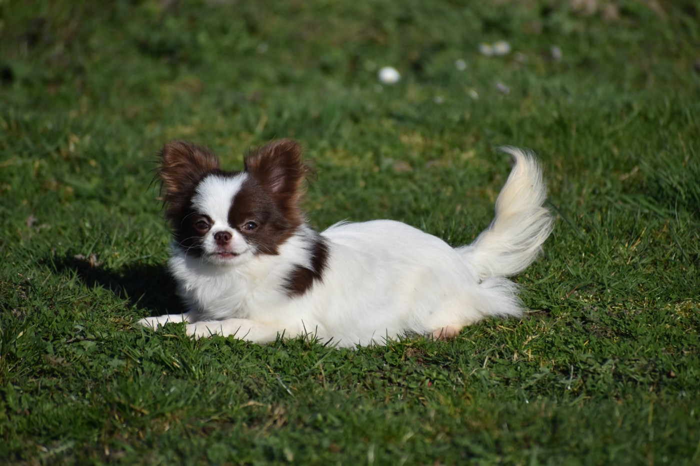 Alizee des ptits dragons de cupidon