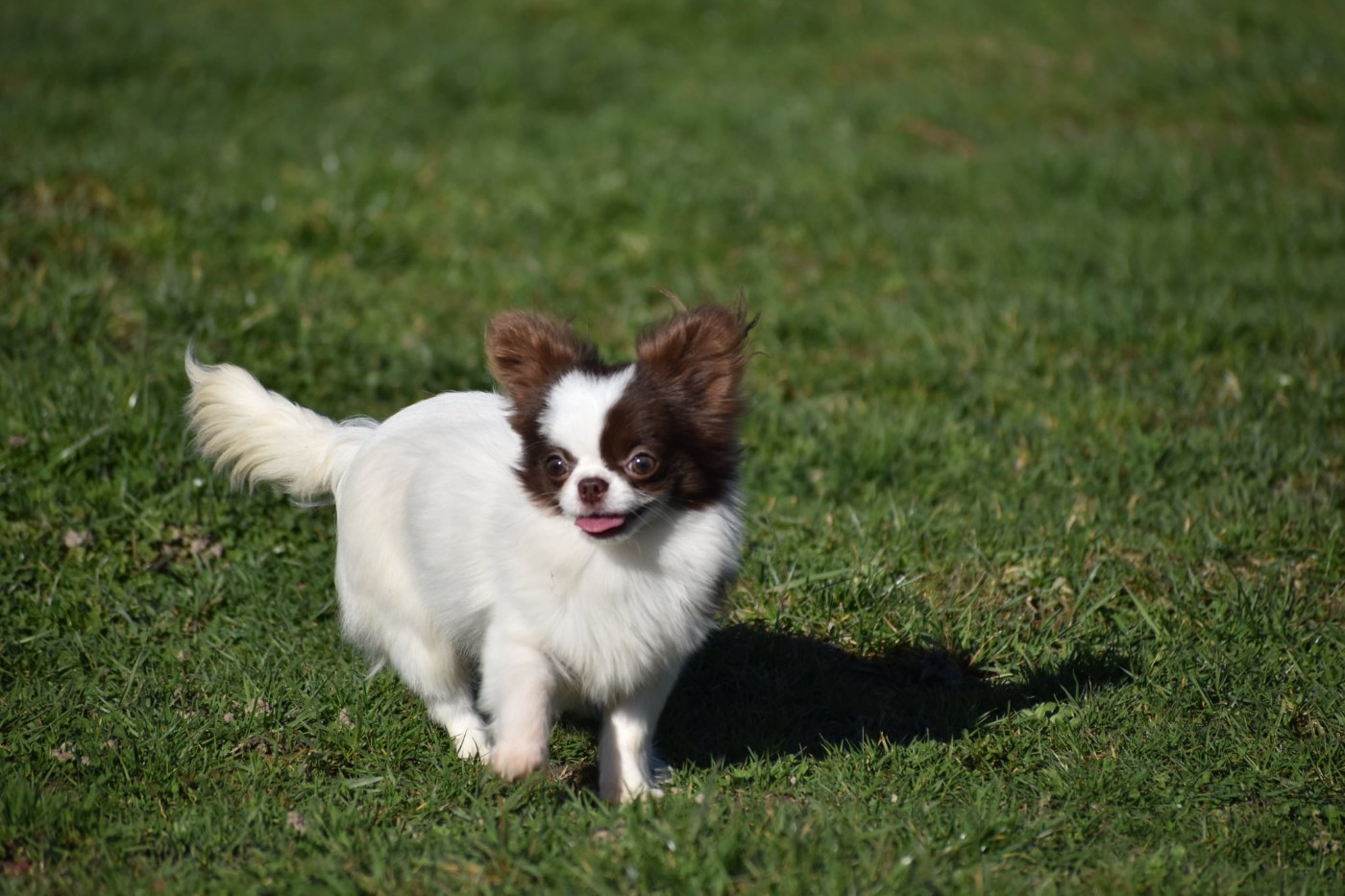 Alizee des ptits dragons de cupidon