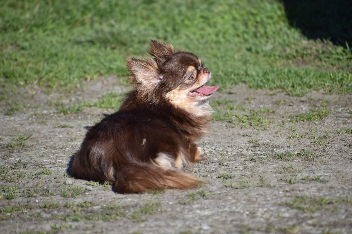 Venise des ptits dragons de cupidon