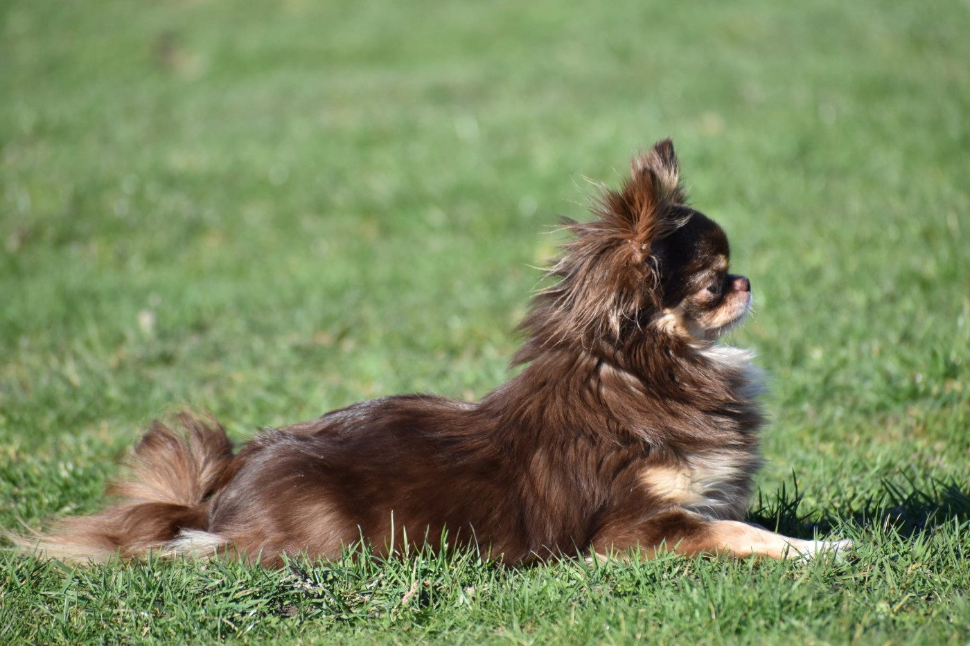 Venise des ptits dragons de cupidon