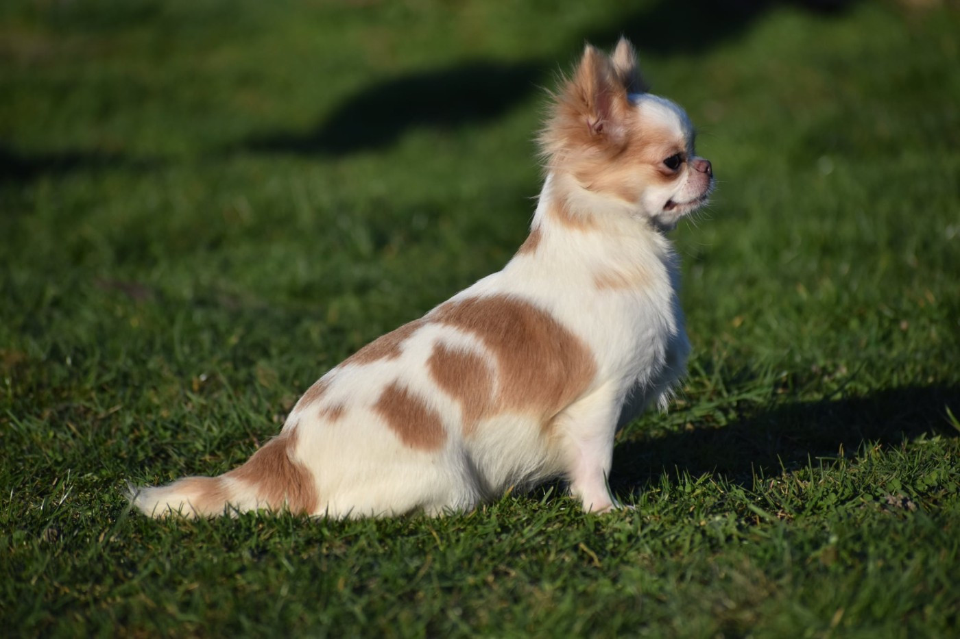 Yndra nolween My Fair Chi