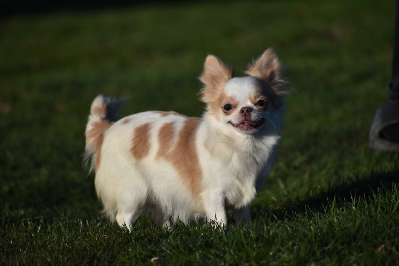 Yndra nolween My Fair Chi