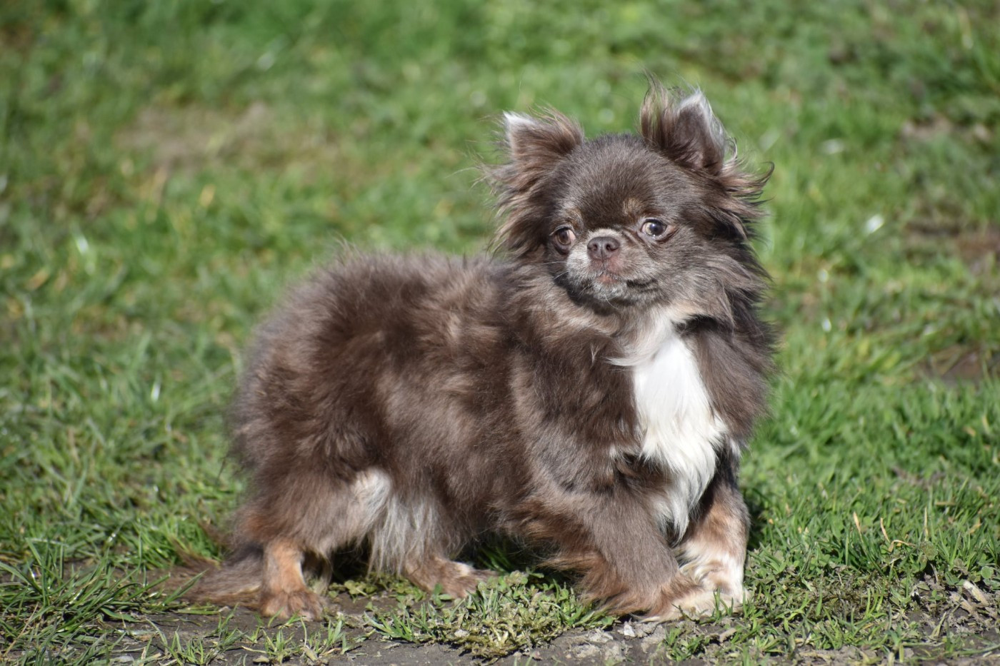 Yunona best alias ebony (Sans Affixe)