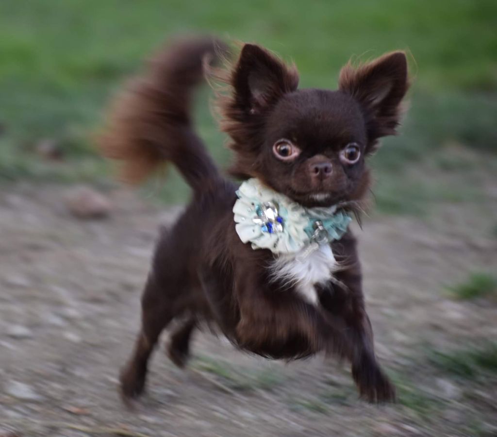 Publication : My Fair Chi Auteur : My fair chi