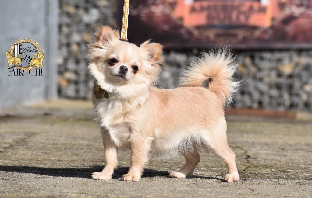 Publication : My Fair Chi