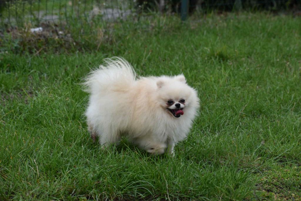 pomeranskaya zvezda Mikki iii